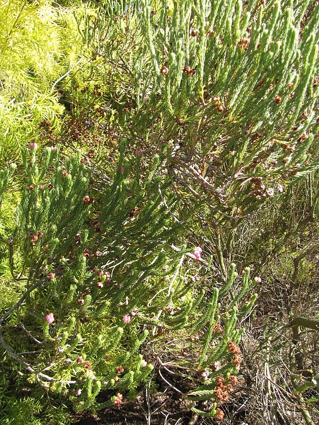Erica baccans | Berry Heath | 20 Seeds