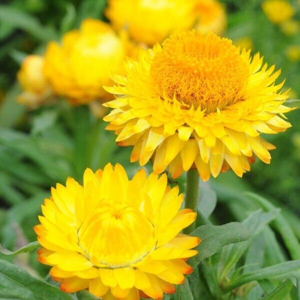 Golden Yellow Strawflower Seeds | 100 – 2,000 Seeds | Non-GMO | Free Ship 1221