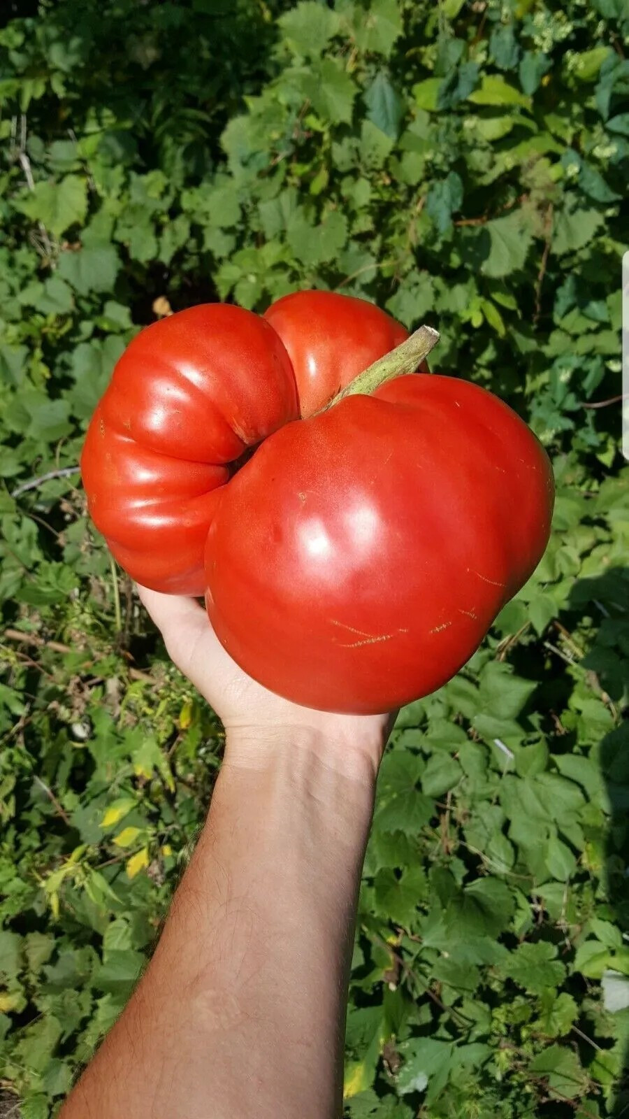 120+ BIG ZAC TOMATO SEEDS – WORLD RECORD SIZE – HUGE ———————- RARE