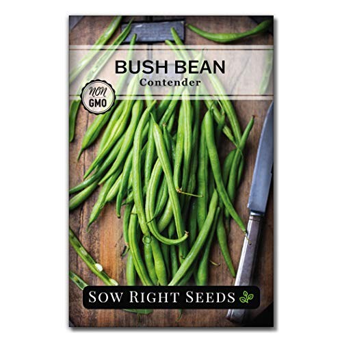 – Contender Green Bean Seed for Planting – Non-GMO Heirloom Packet with 1