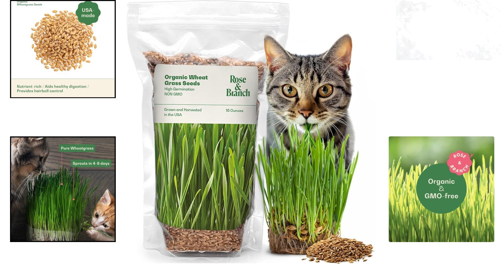 Rose & Branch Organic Wheat Grass Seeds 16oz for Cats Non-GMO Pet Grass