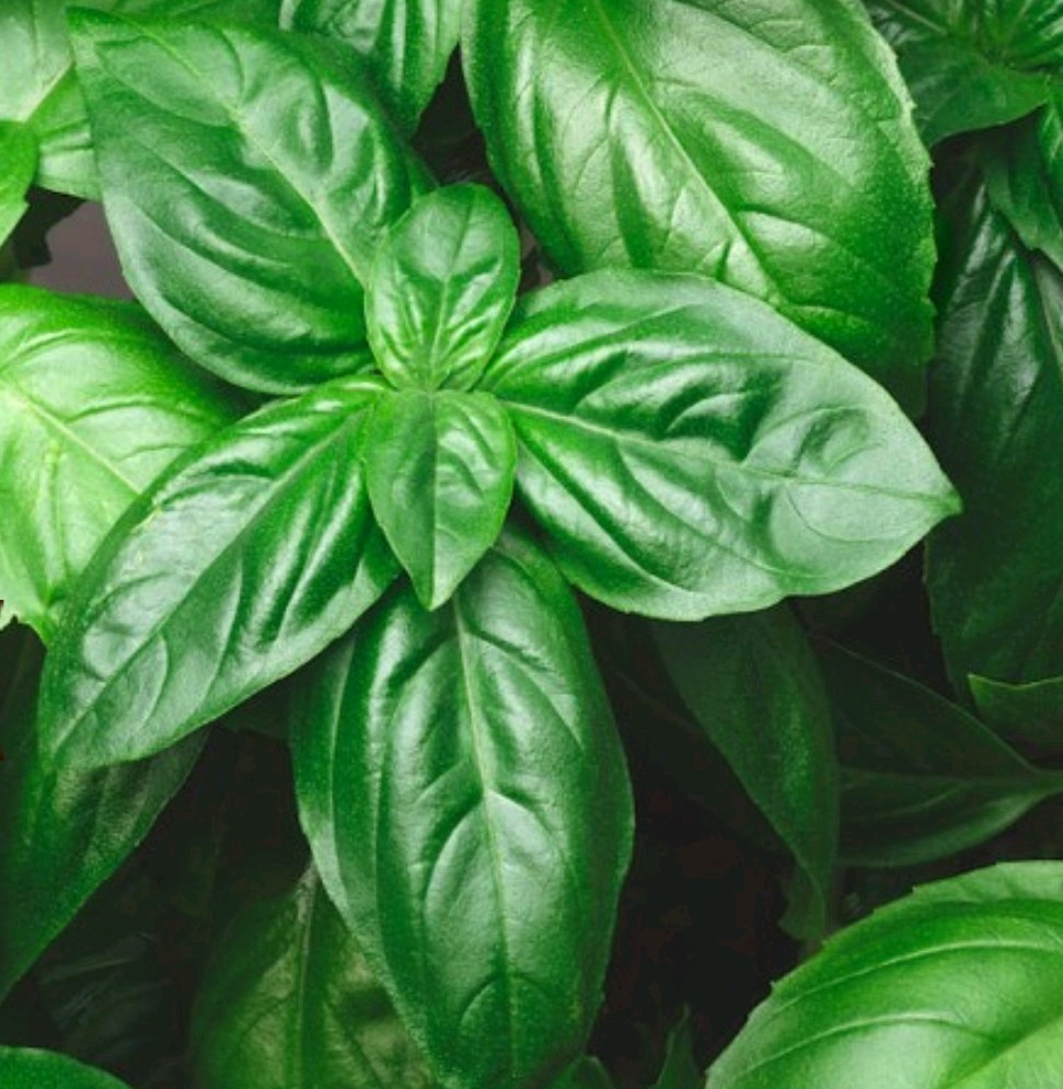 1000+ Genovese Basil Seeds **Fresh Seeds** ~~Free Shipping~~