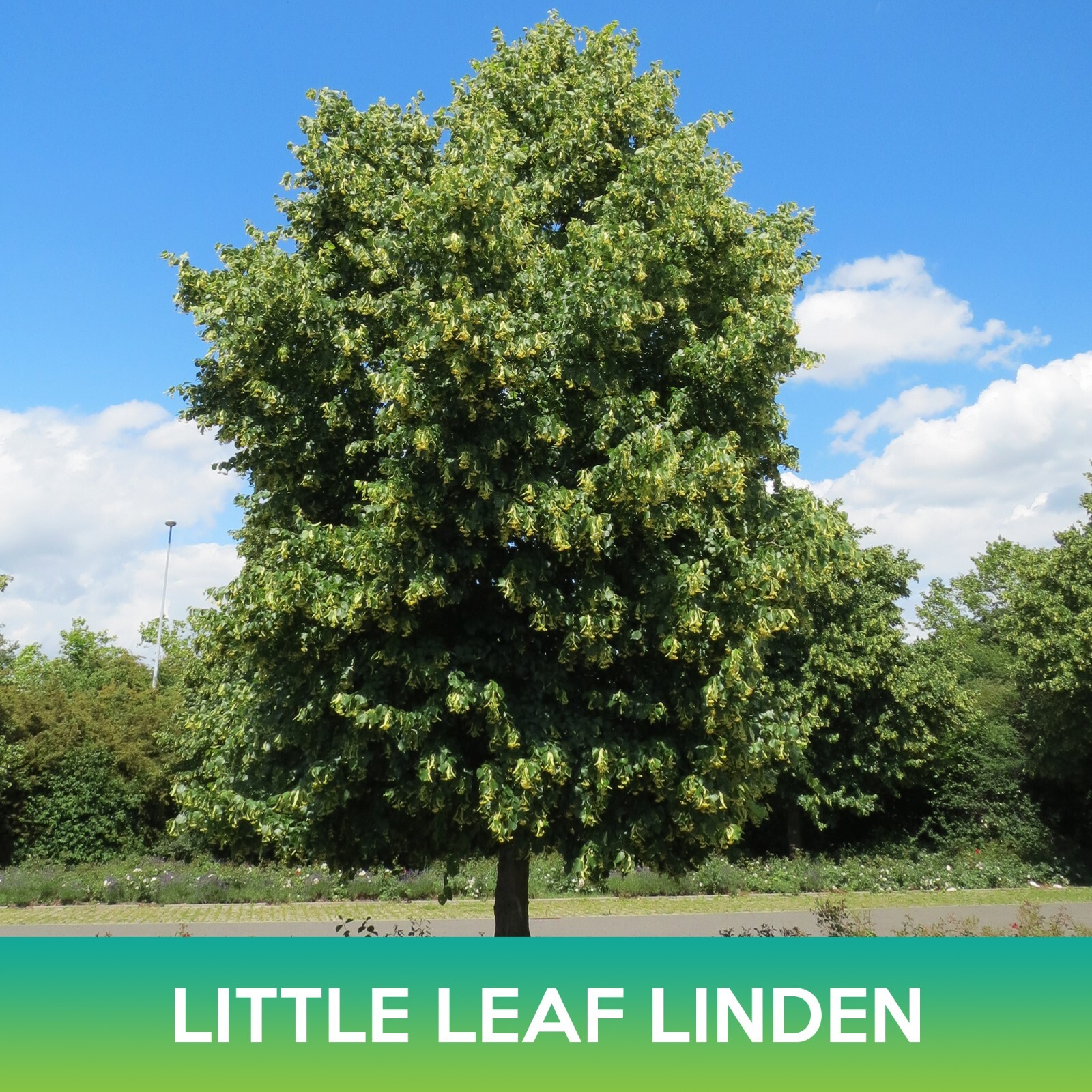 Little leaf Linden