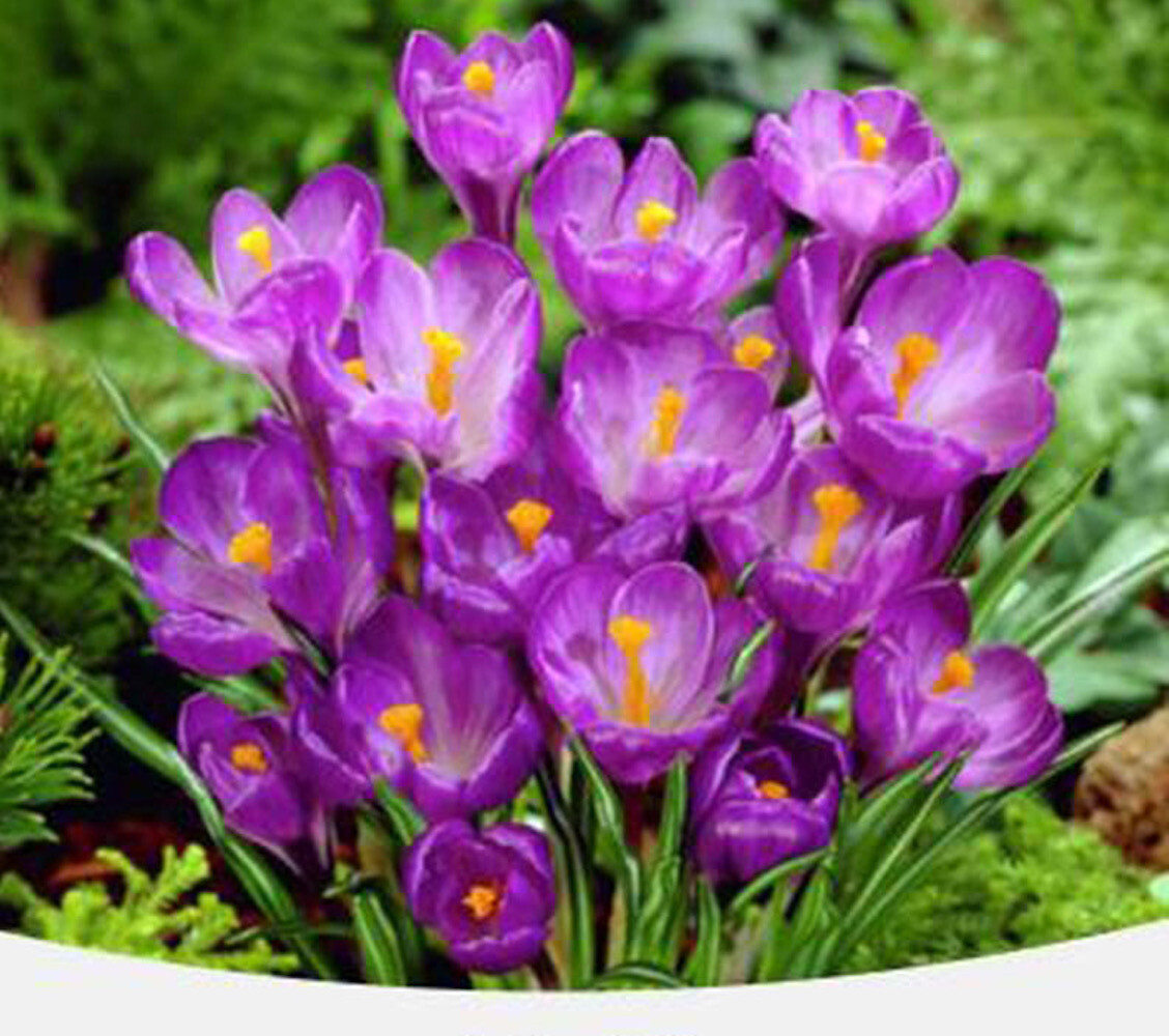 20 SEEDS CROCUS for germination perennial saffron flower exotic garden bed plant