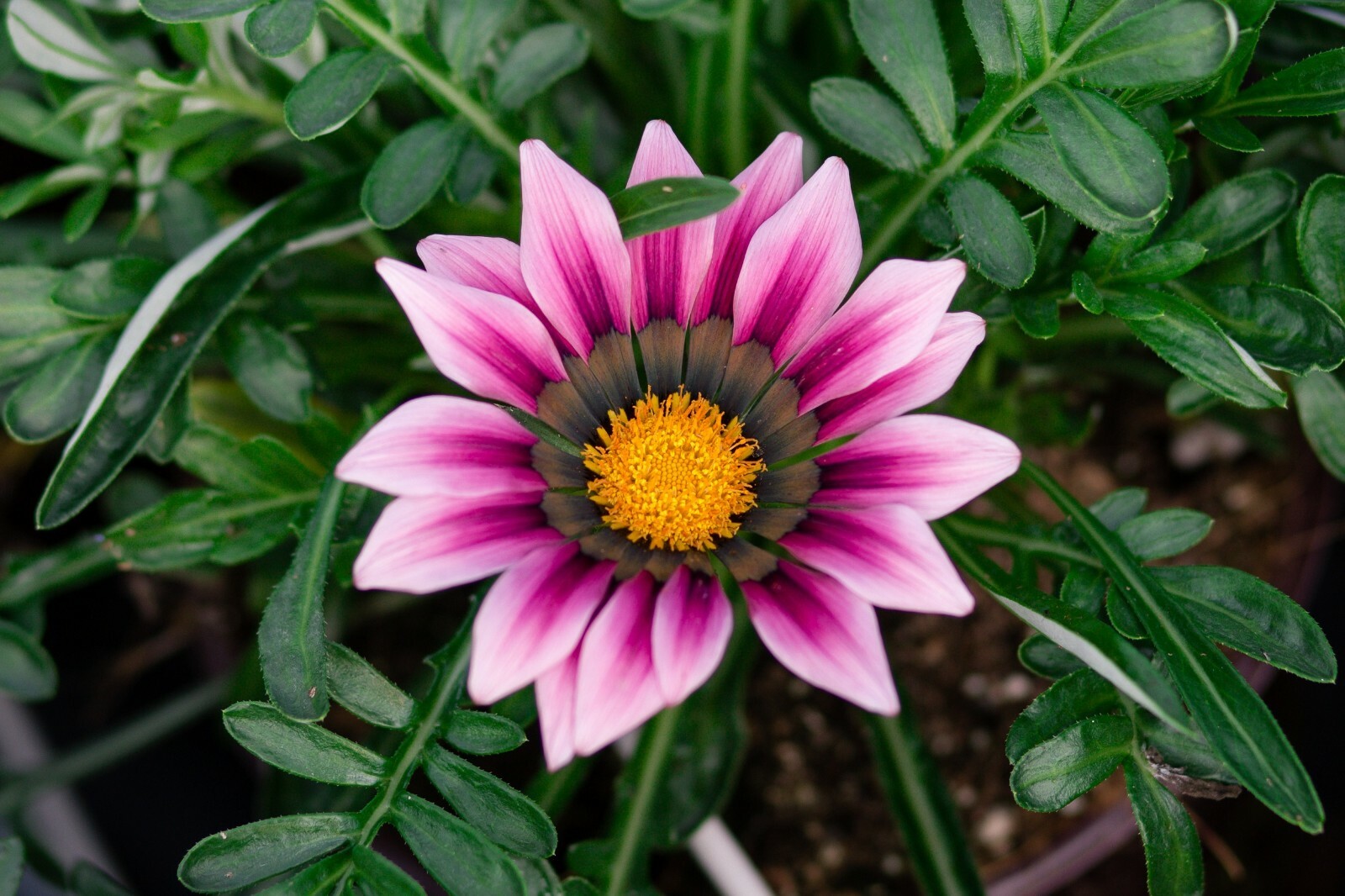 50 Gazania Seeds New Day Pink Shades Seeds Flower Seeds