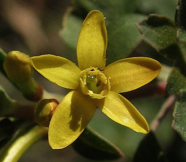 Ribes aureum var. gracillimum | Golden Currant | 10_Seeds