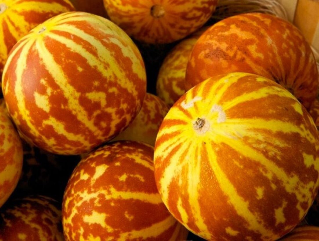 50 Tigger Melon Seeds Organic Delicious Fruit