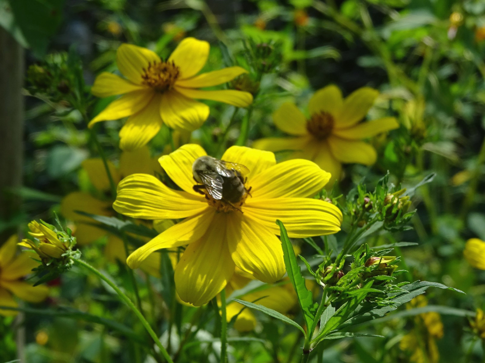 Tall Swamp Marigolds Bidens aristosa Native Annual Wildflower seeds from 2023