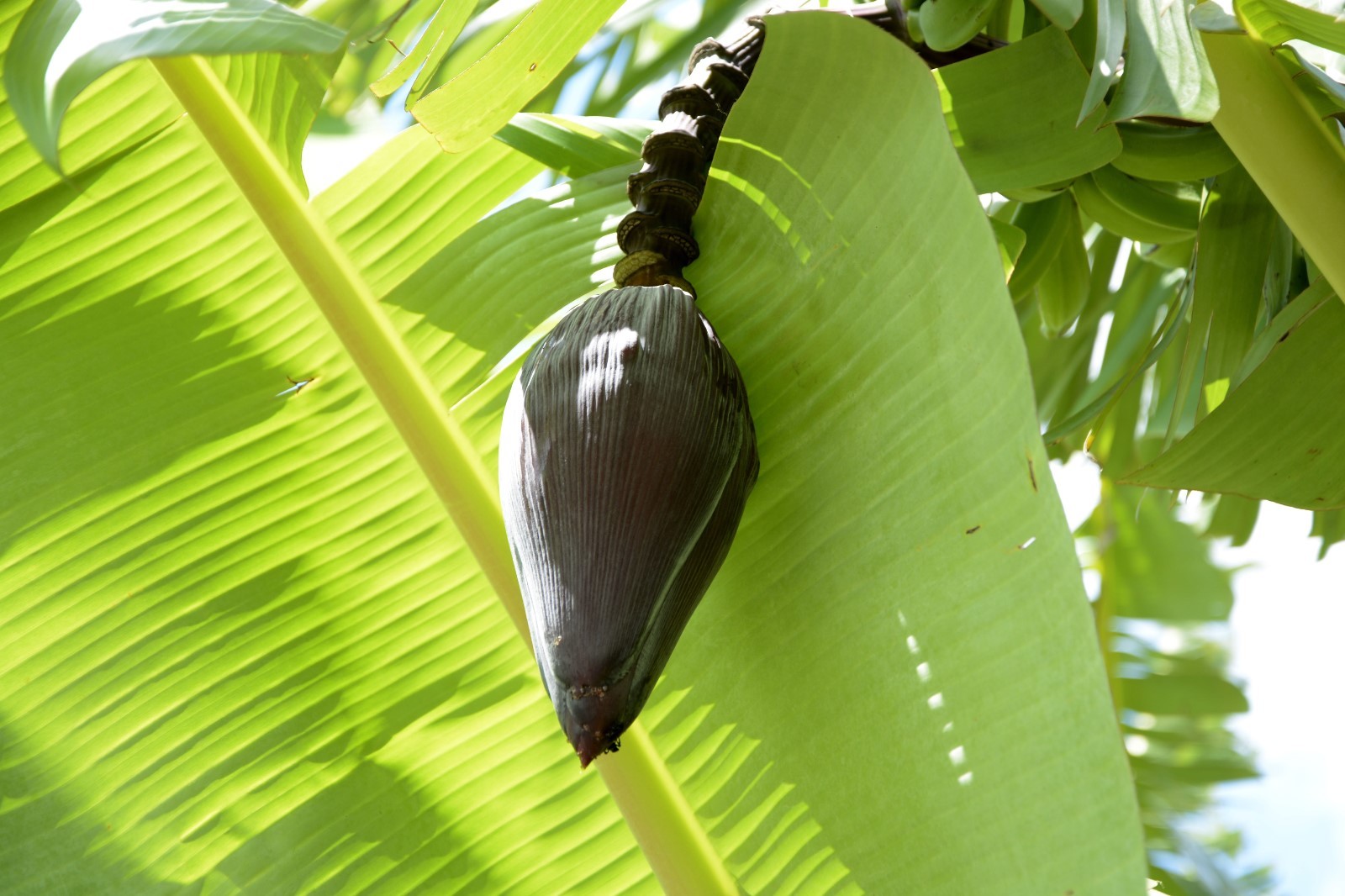 5 Tropical Seeds Cheesman’a Banana Plant Seeds Nice Ornamental Musa cheesmanii