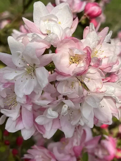 25+ Snowcloud Crabapple Seeds for Garden Planting – USA – FREE SHIPPING!