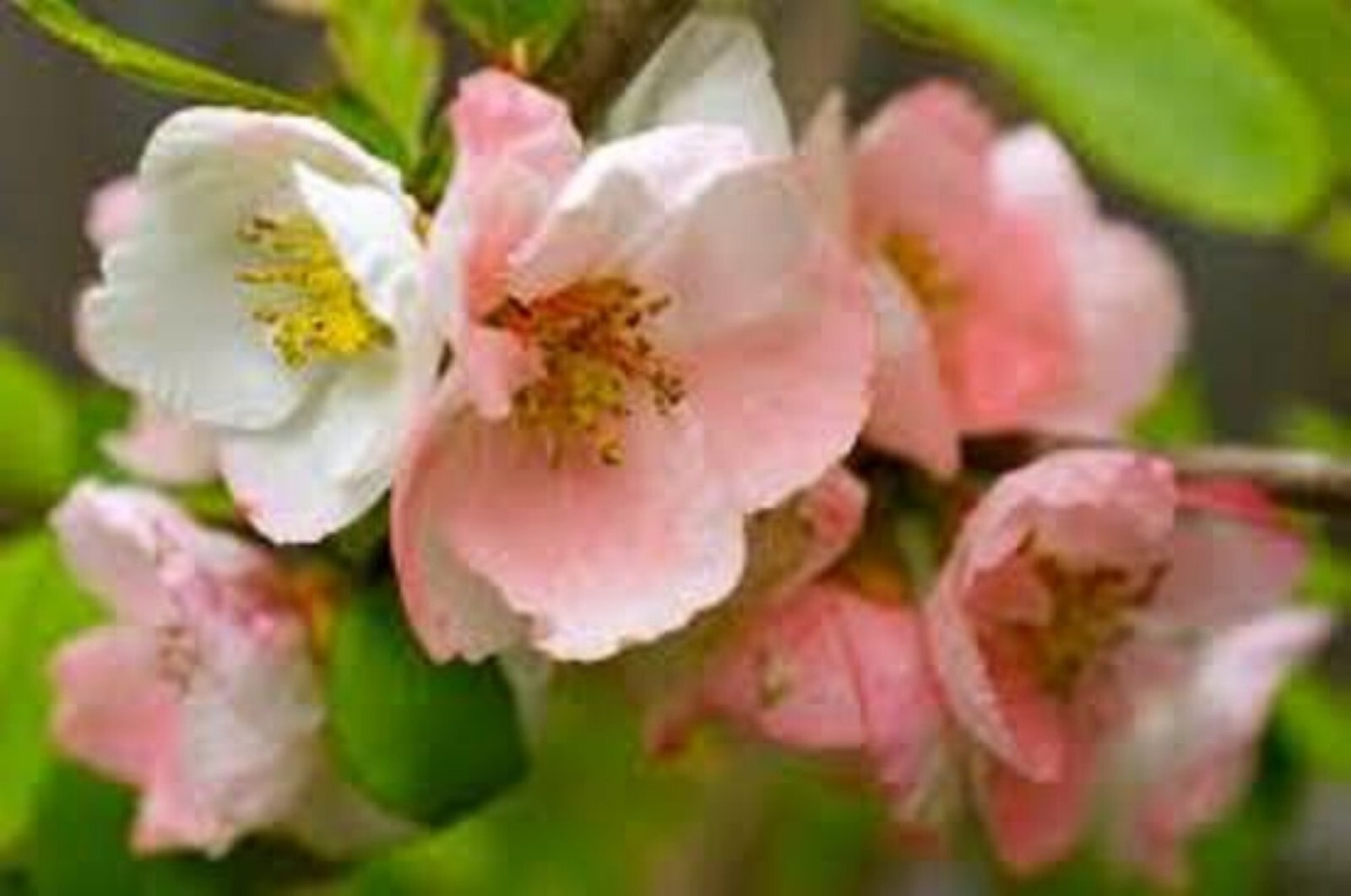 Chaenomeles Speciosa “T o y o Nishiki” (Pink Flowering Quince) Plant