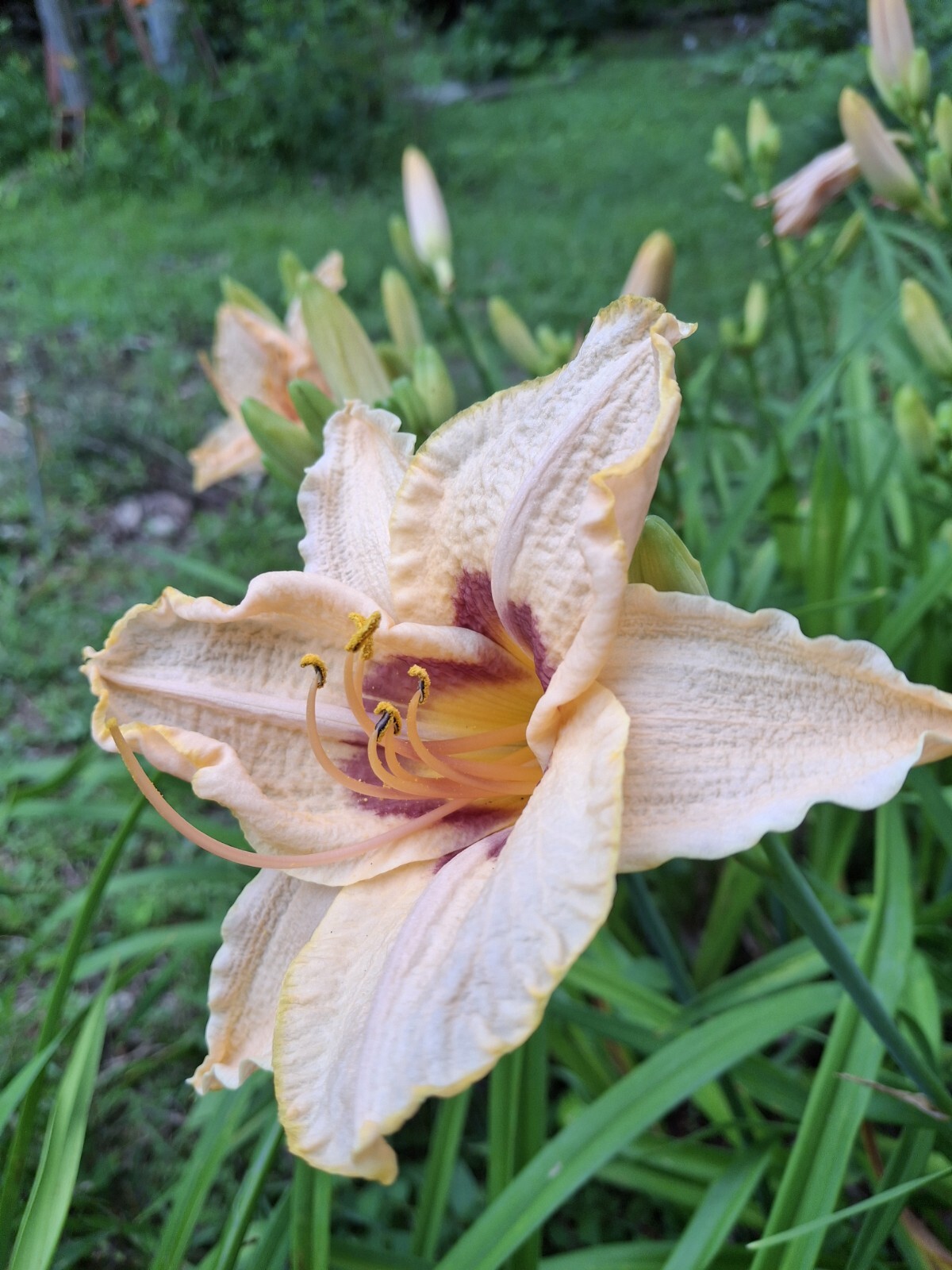 Hemerocallis ‘Gay Cravat’, Daylily, one mature fan, bareroot live starter plant