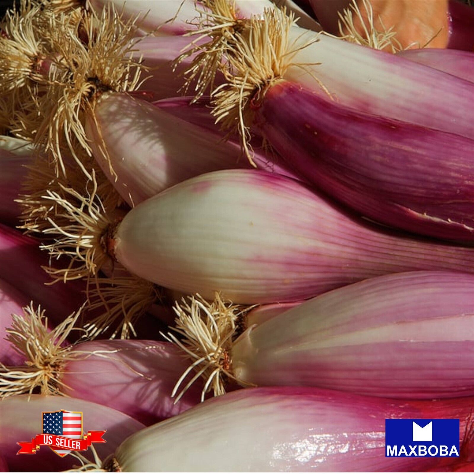 500+ Onion Seeds Intermediate Red Torpedo Non-GMO Heirloom BOGO 50% OFF
