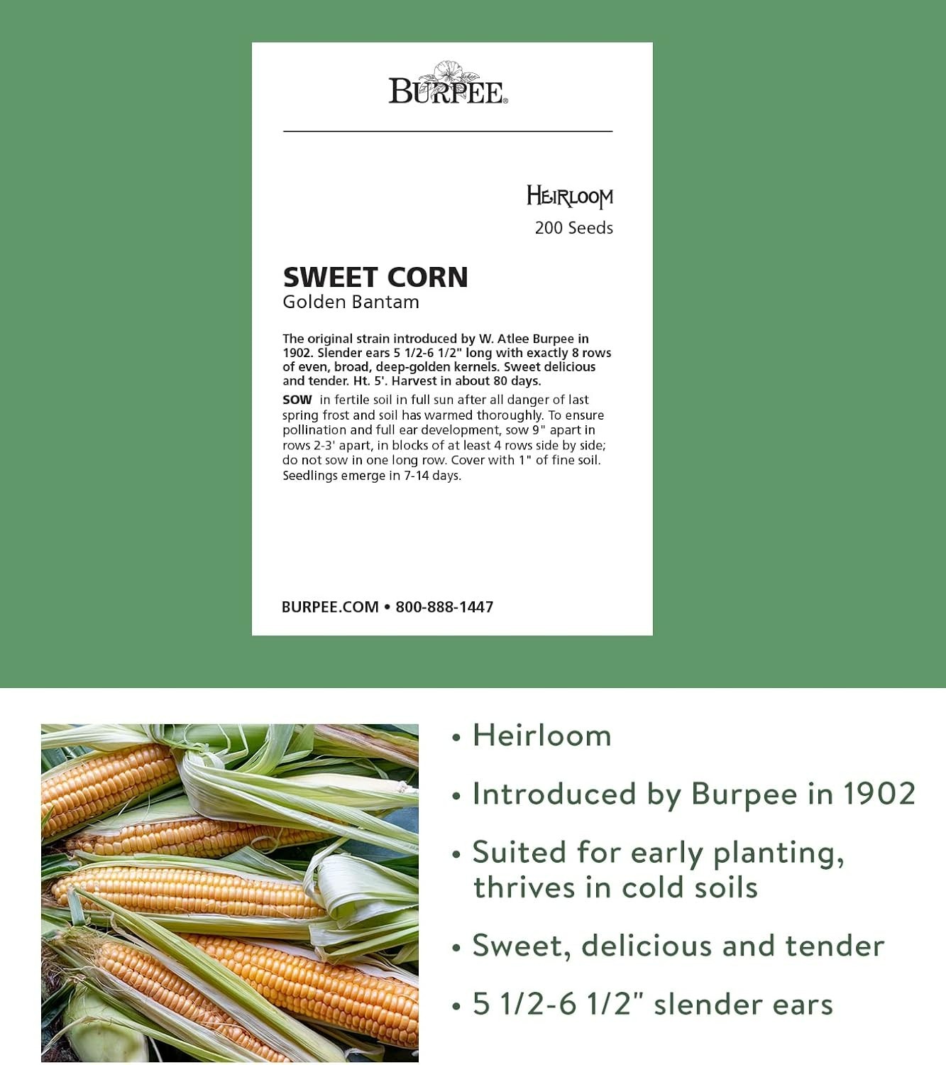 200 Organic Golden Bantam Sweet Corn Seeds – High-Quality Heirloom Variety