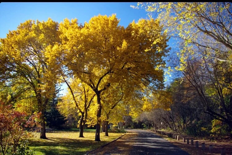 American Elm (Ulmus americana) 3-4 ft tall sent Dormant bare root