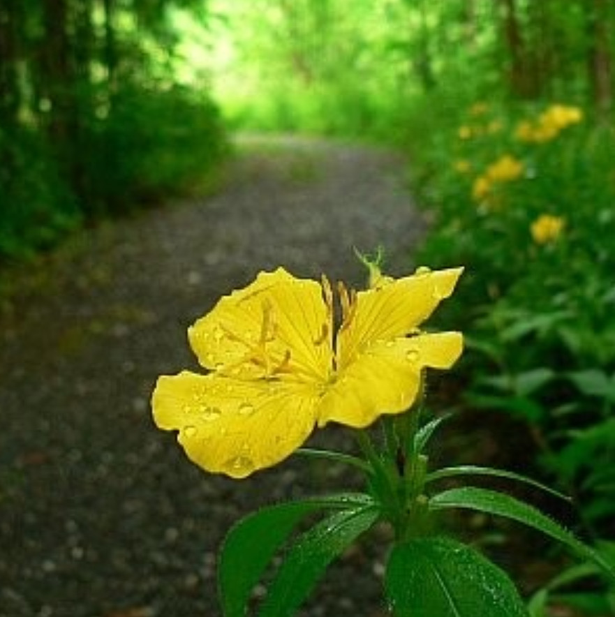 30 Missouri Primrose Seeds – Dwarf Yellow Perennial Wildflower for Rock Garden