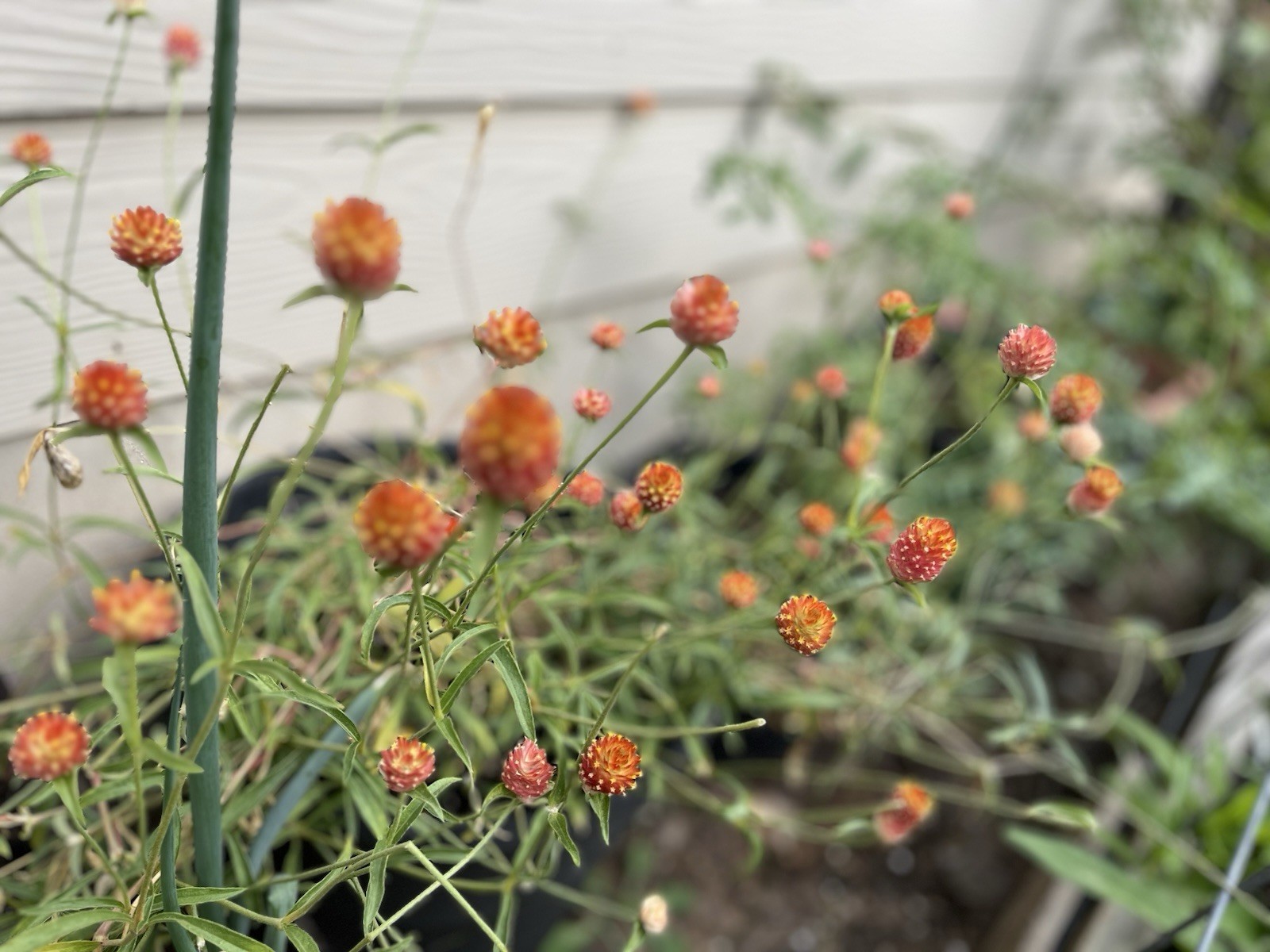 50+ Orange gomphrena seeds. Perennial plant. Free shipping