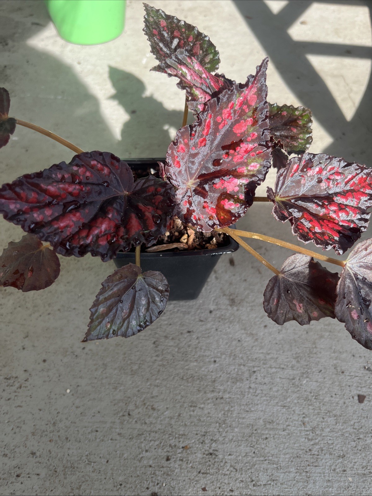 Rex Begonia’Spirit of Madagascar’-3 In Pot