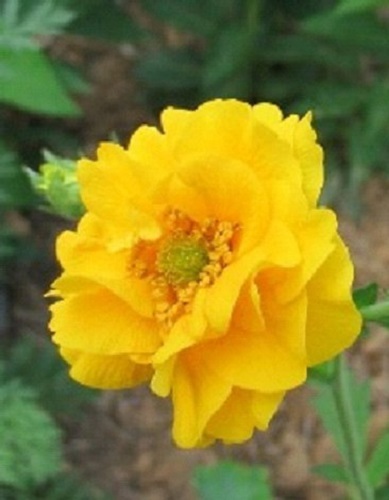 50+ EXTRA LARGE YELLOW LADY STRANTHEDEN GEUM FLOWER SEEDS / PERENNIAL