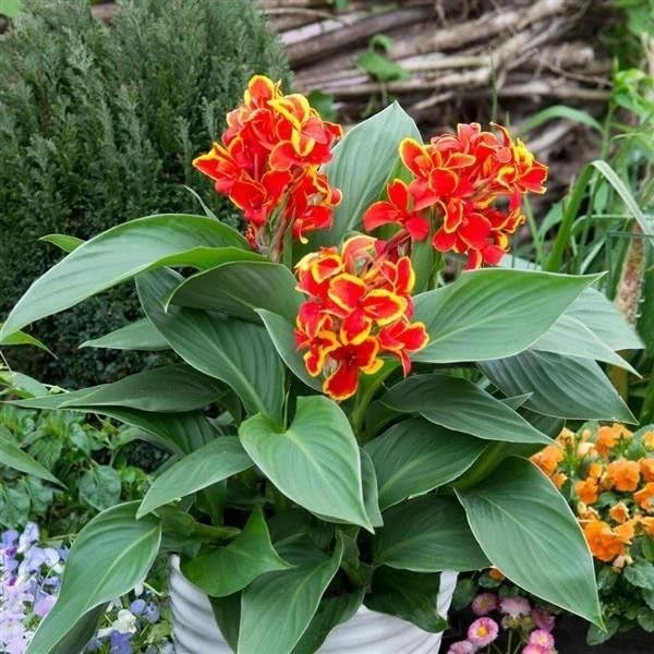 20+ Mixed Canna Lily Seeds Green Leaves Tropical Flowers Perennial Flowers Ga…