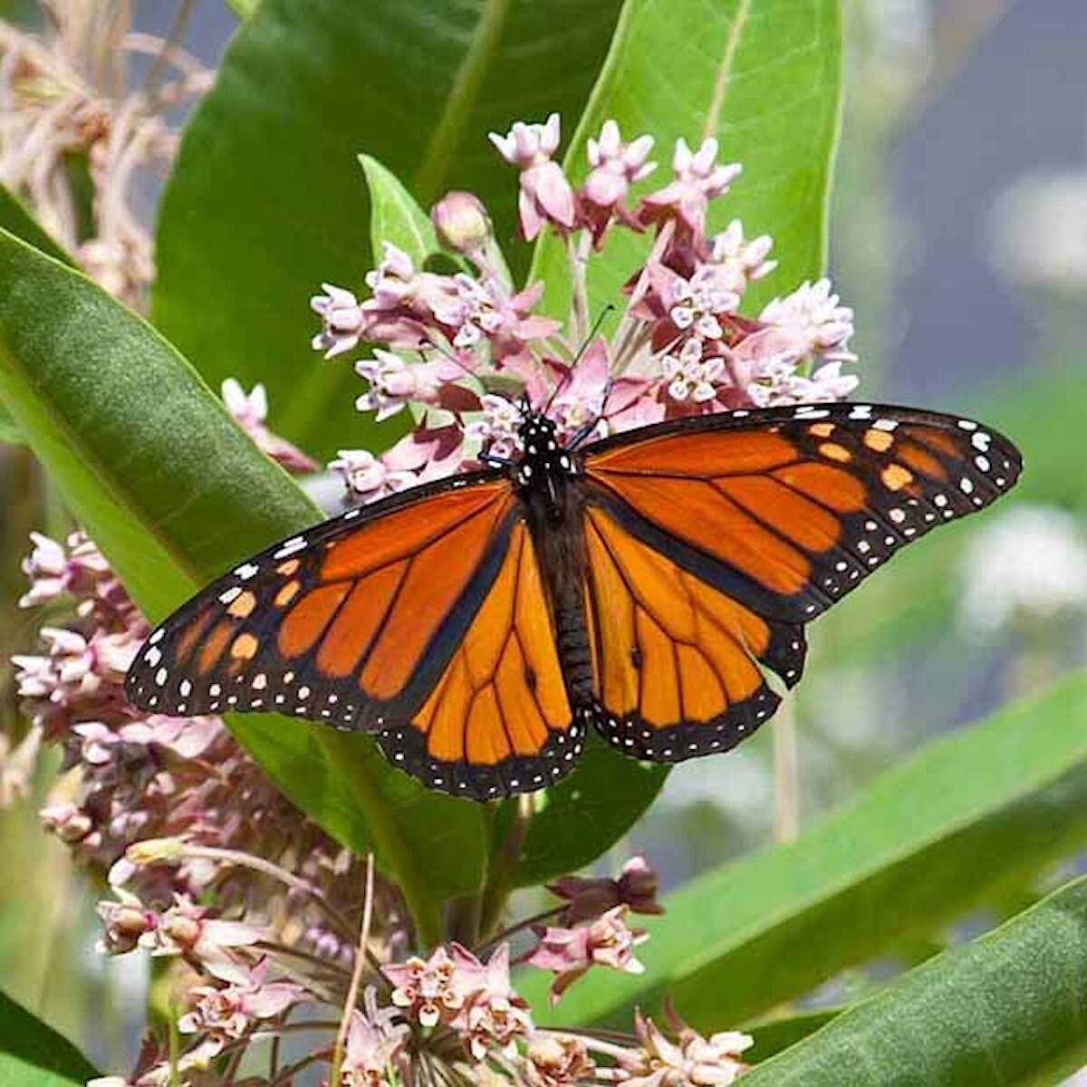 1/4 Lb Common Milkweed Wildflower Seeds – Everwilde Farms Mylar Seed Packet