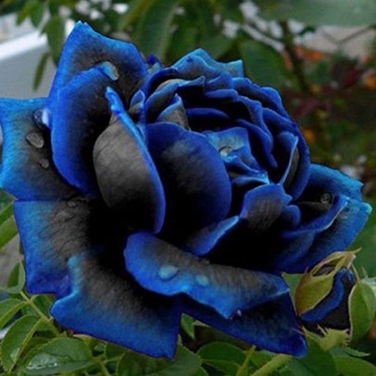 Midnight Supreme Rose Seeds – Pack 30 Seeds – Rose Flower Gardening
