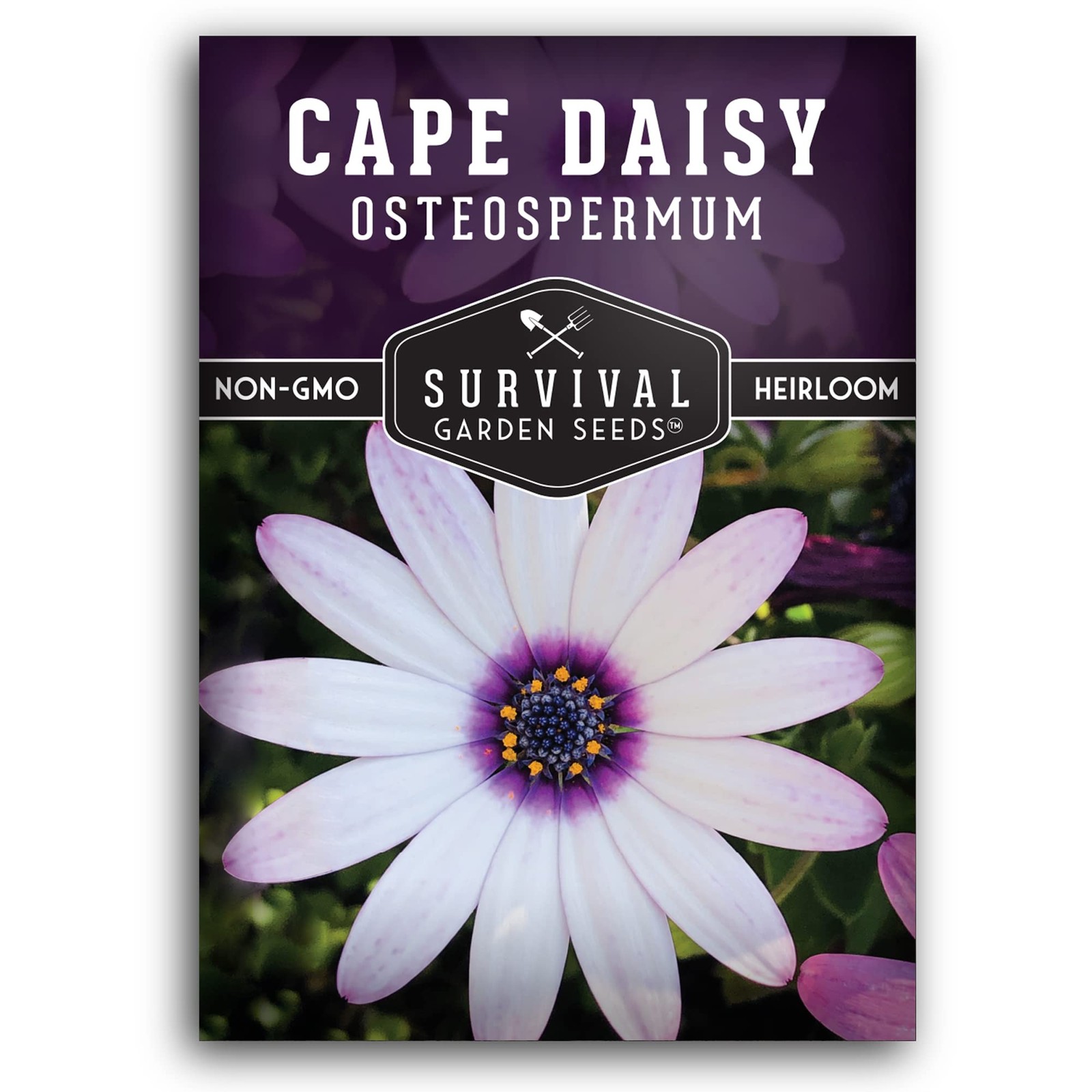 Cape Daisy Seeds – Osteospermum Ecklonis – White Purple Eyes – Long Blooming