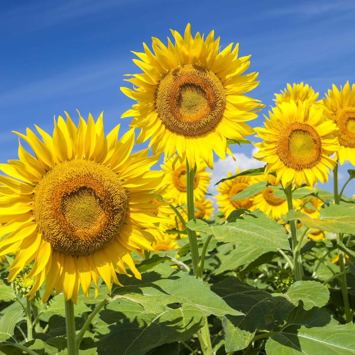 Giant Mammoth Sunflower Seeds – 6-12 FT Blooms, Drought Resistant, 300+ Seeds