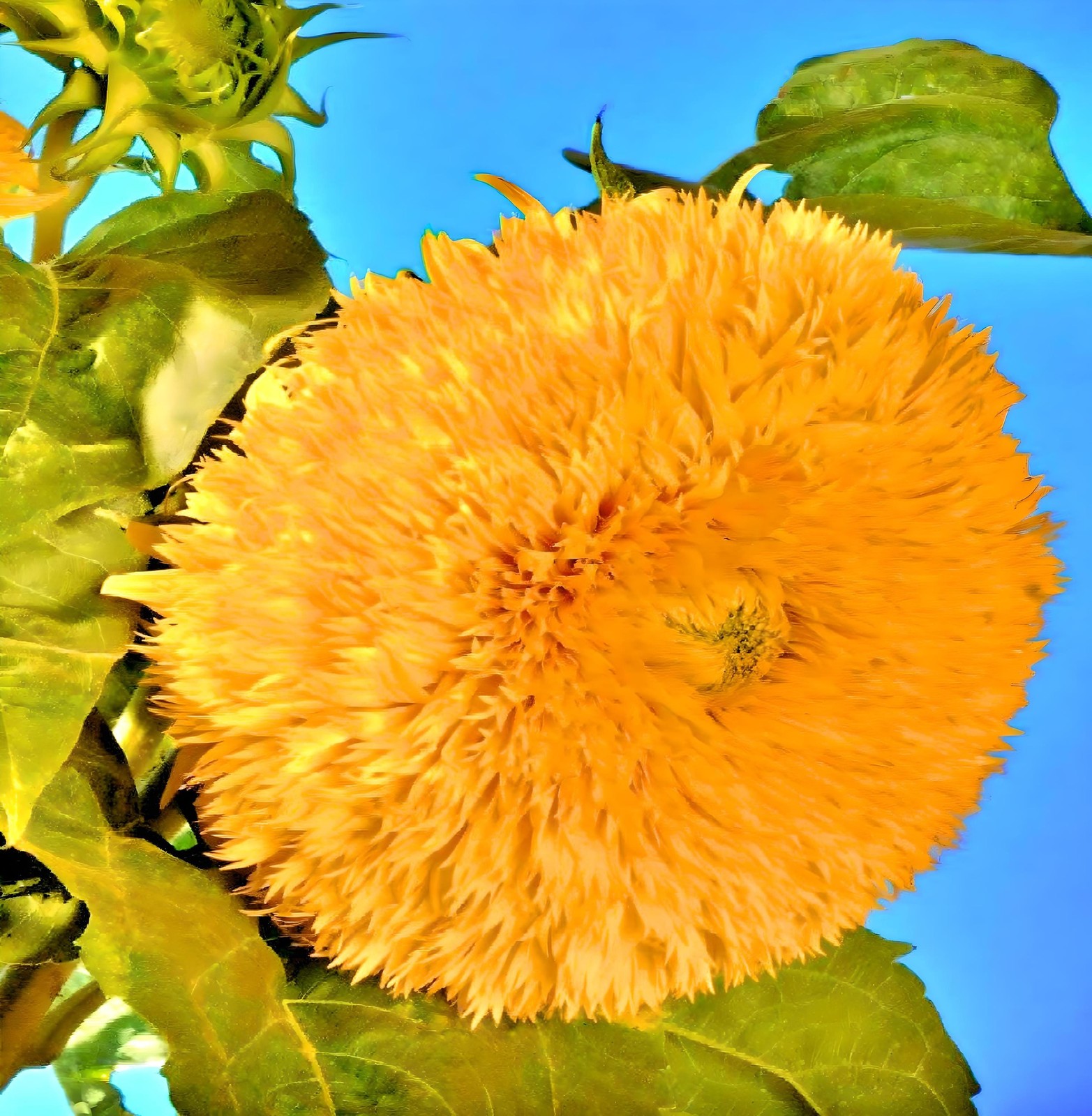 Dwarf Sunflower Seeds Box Garden Seeds LLC Double Petal Annual Easy Grow