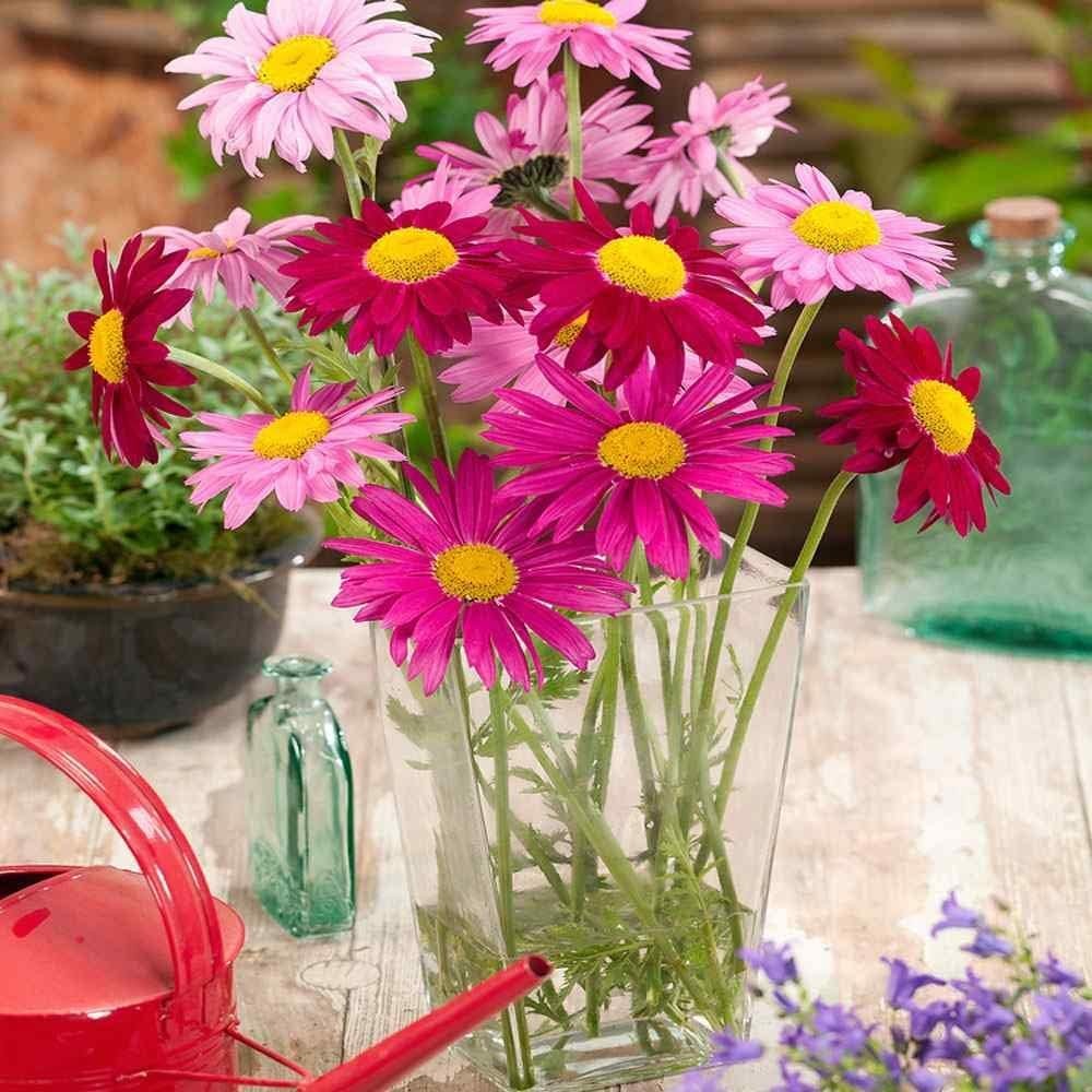 2000+ Pyrethrum Tanacetum coccineum Flower Garden Seeds Perennial Flower Seeds