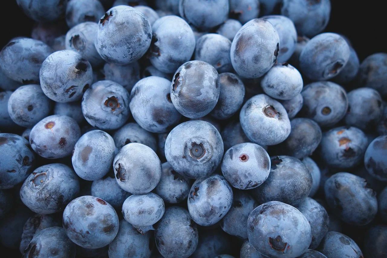 200 Highbush Blueberry Seeds