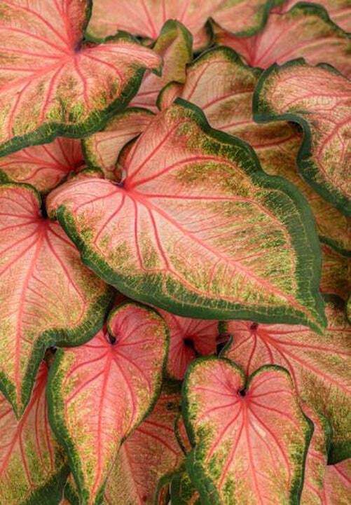 ‘Chinook’ Caladium 2026 Caladium of the Year (2 bulbs)