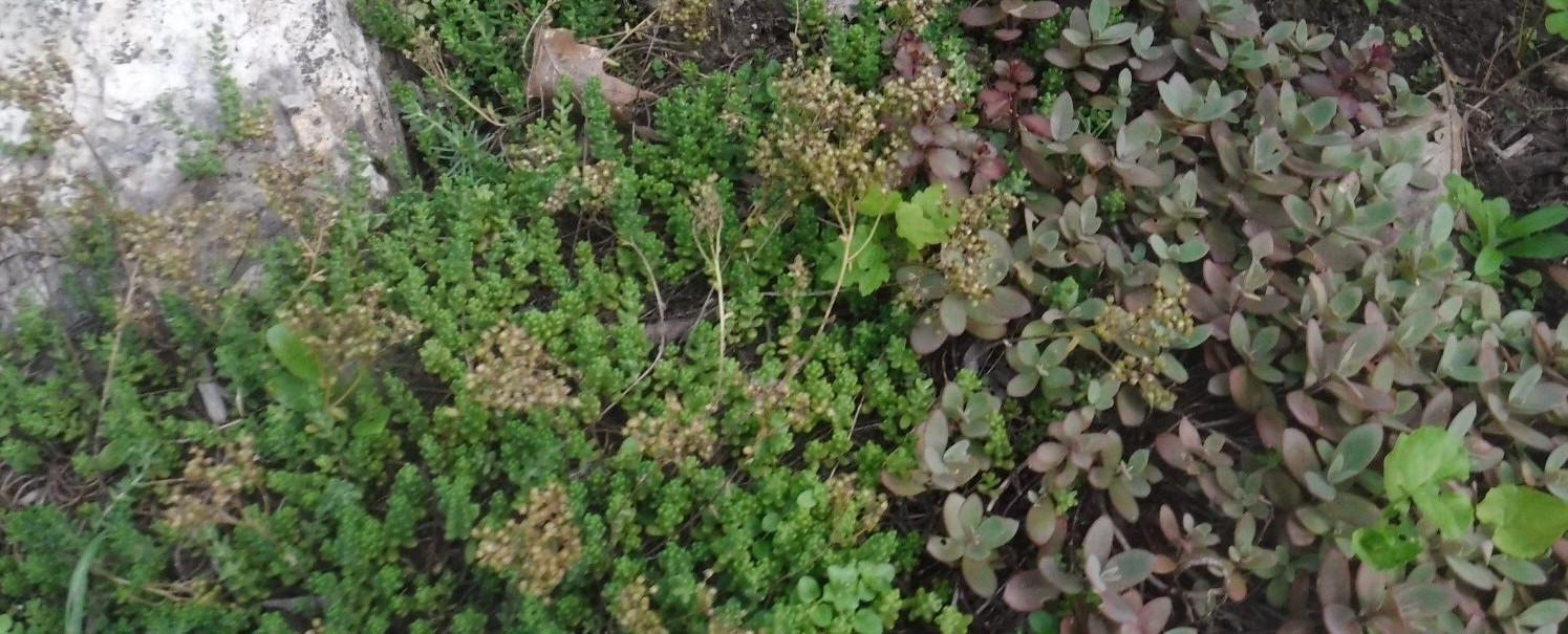 Sedum stonecrop seeds 50+ mix