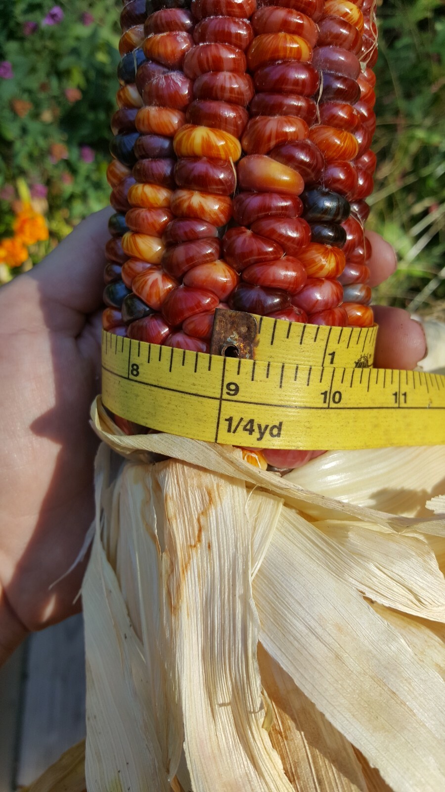 Rare Giant Indian Corn Seeds X50!Colorful Massive Ears,Ornamental! Easy To Grow!