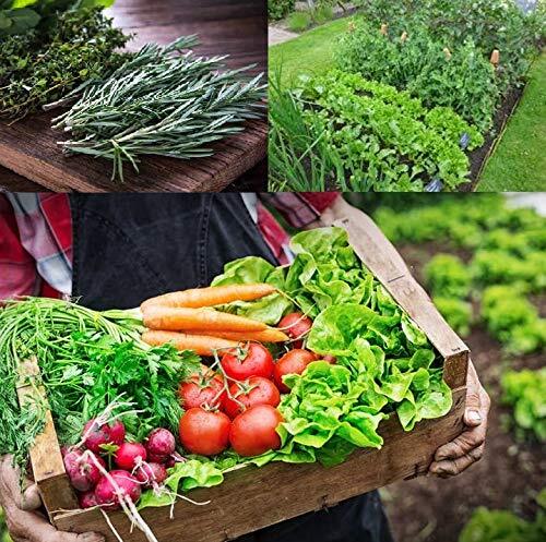 Vicky’s Vegetable Garden Seed Kit | Grow 14 Different Types of Vegetables – Easy