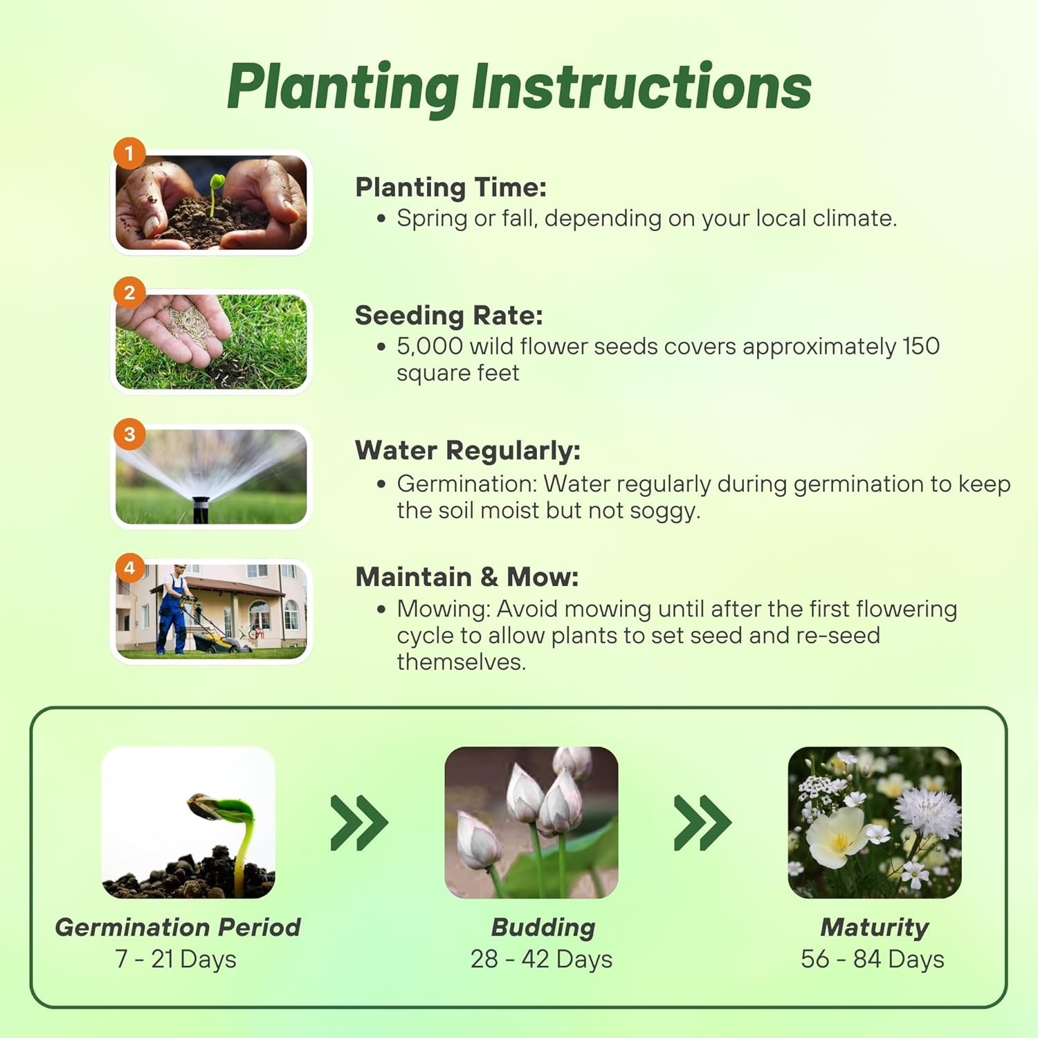10000 Seeds White Flowers Seeds – White Wildflower Seed