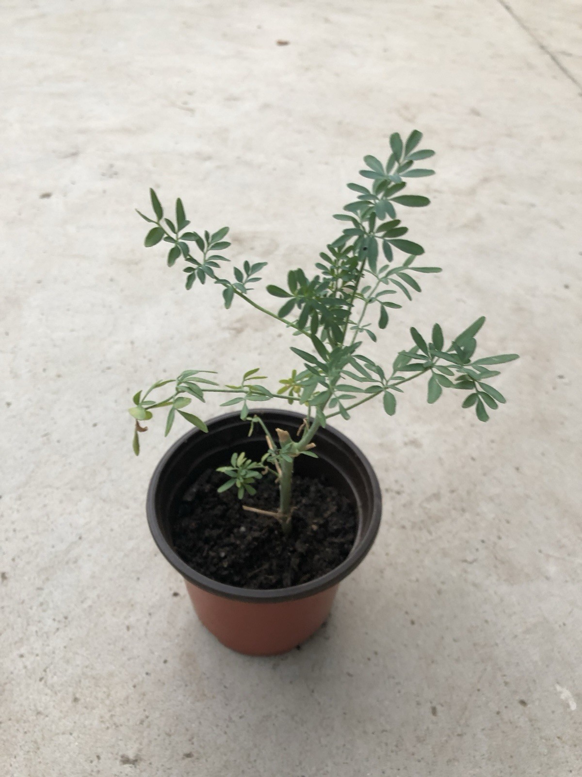 1 Common Rue Plant With Pot Ruda Ruta Graveolens Live Plant Ready To Plant