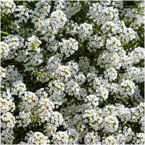Carpet of Snow Alyssum Seeds For Planting (Lobularia maritima)