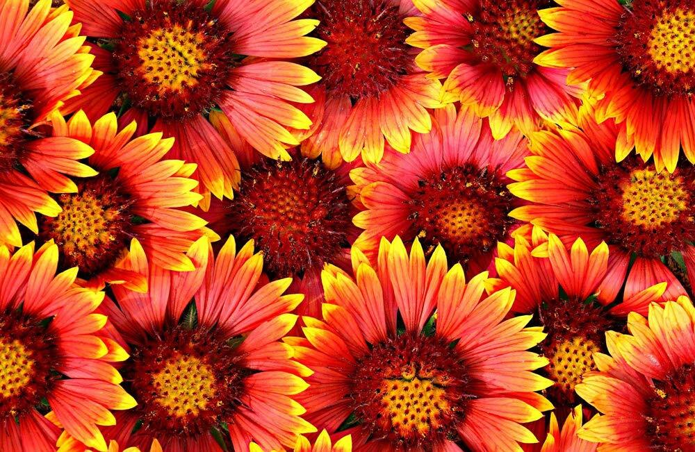Blanket Flower Seeds – 50+ Seeds to Plant – Made in USA, Ships from Iowa. Very G