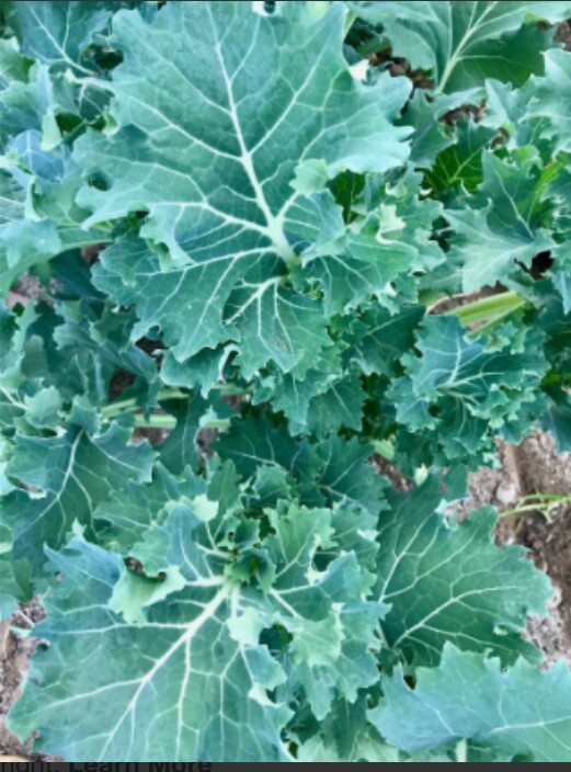 Dwarf Siberian Kale Seeds Heirloom Fresh Garden Planting Non-GMO