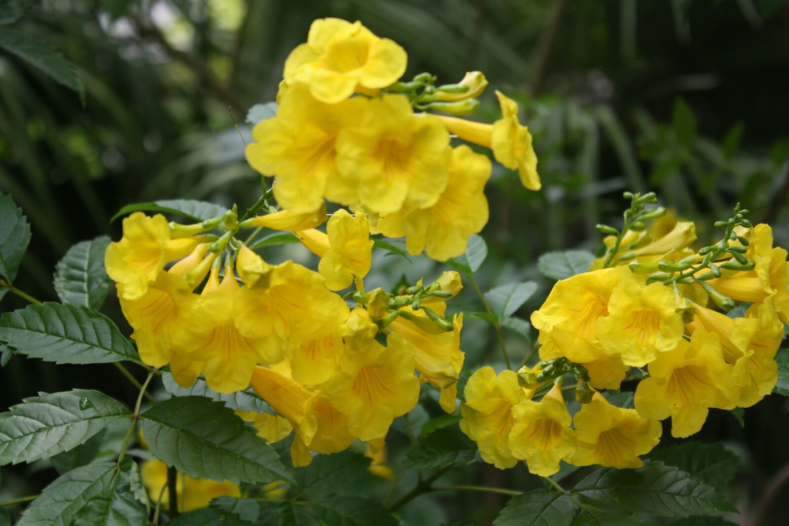 25 Seeds – Tecoma Stans -Tropical Plant – Yellow Flower – Seed pack