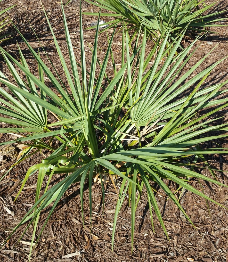 Sabal minor WAKULLA DWARF COLD HARDY DWARF PALMETTO Seeds!