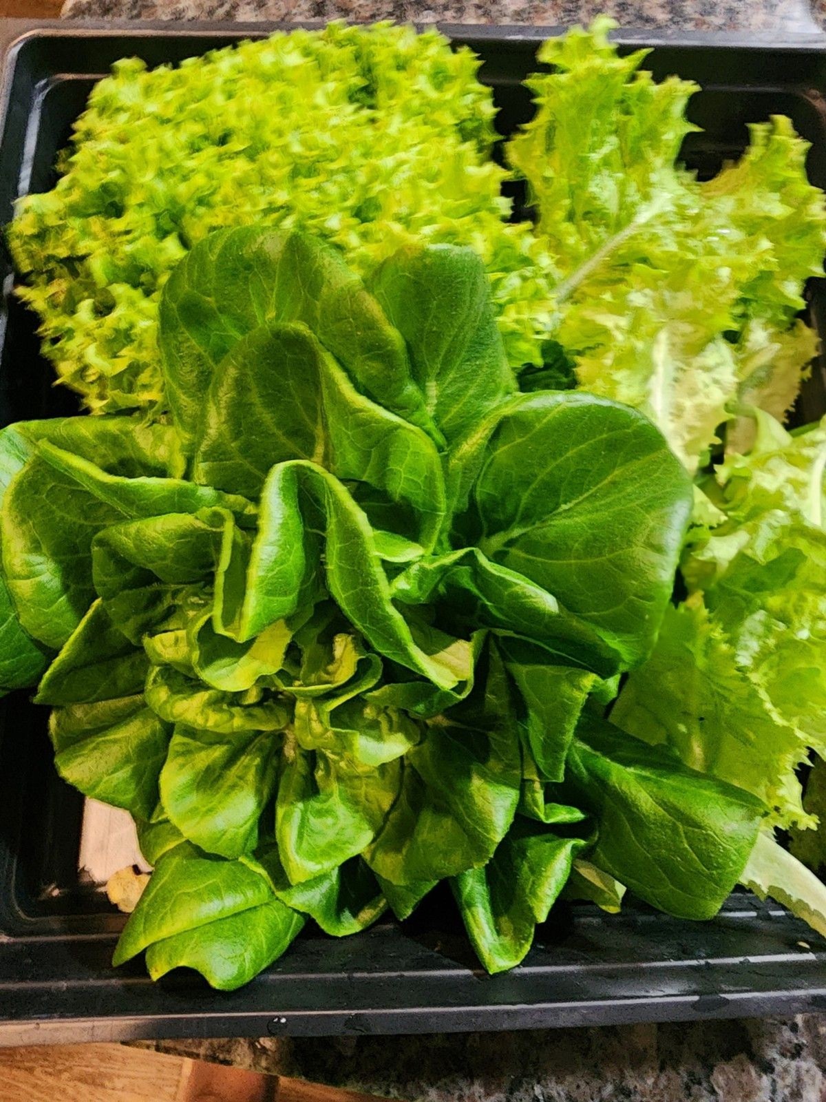 Timmy’s Farms Gourmet Salad Blend Seeds – Heirloom, Non-GMO Mixed Lettuce Seeds