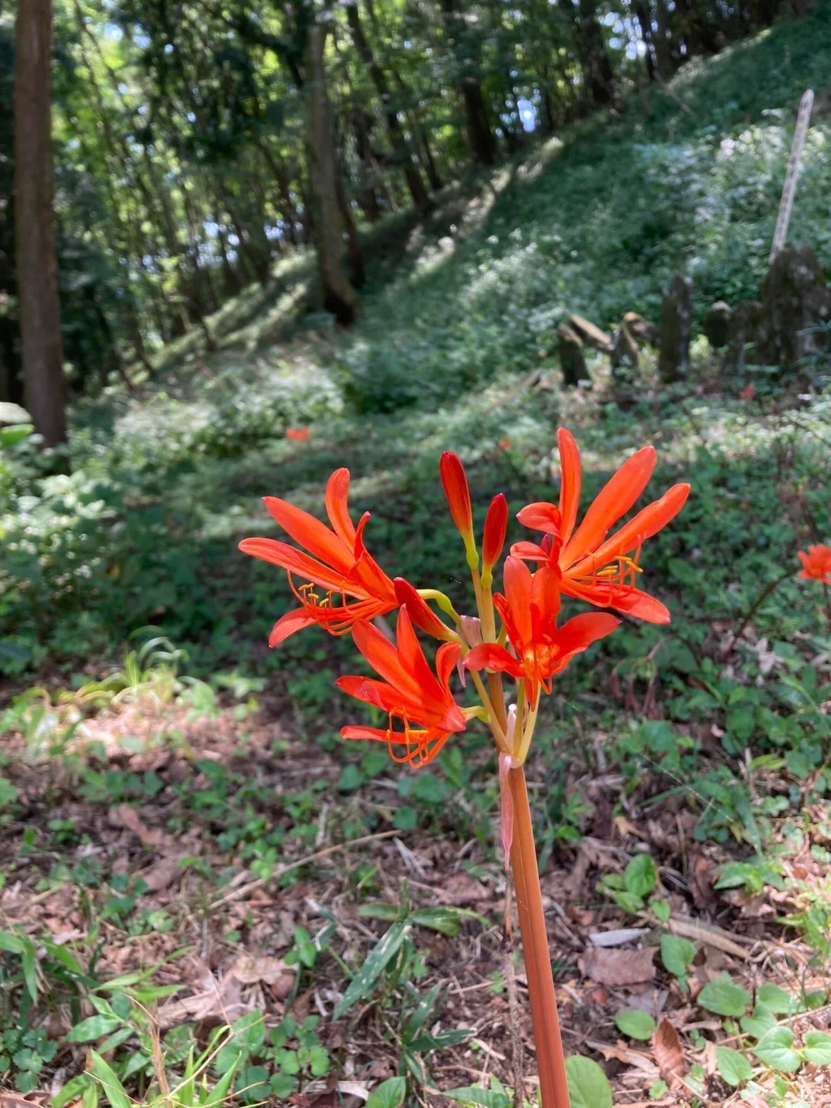 3 ORANGE Spider Lily Bulbs Lycoris Sanguinea from Japan