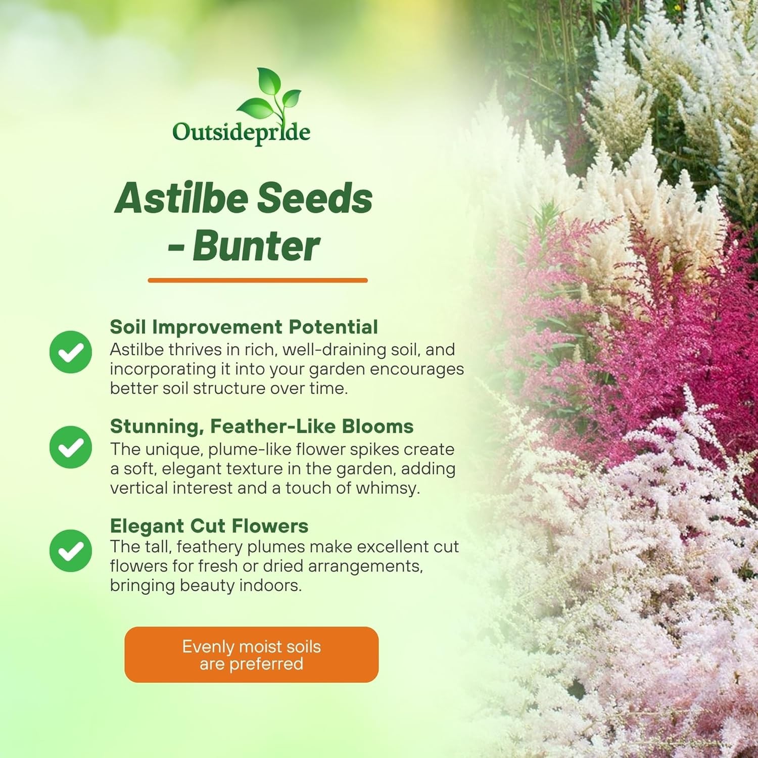 1000 Seeds Astilbe Seed Mix For Planting – Astilbe Arendsii Bunter Flower Seed
