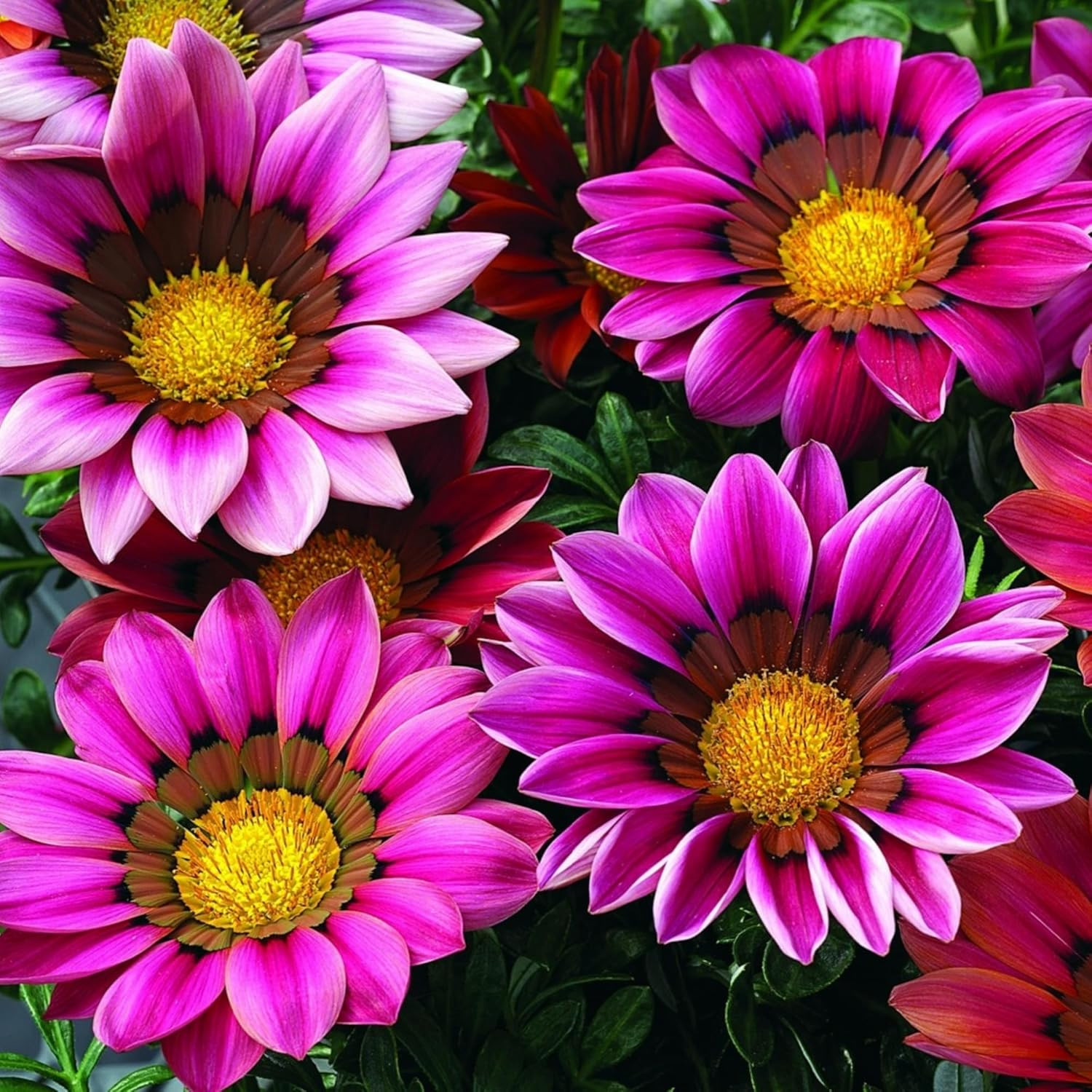 350+ Mix Gazania Seeds for Planting Heat & Drought Tolerant Garden Gazania Flowe