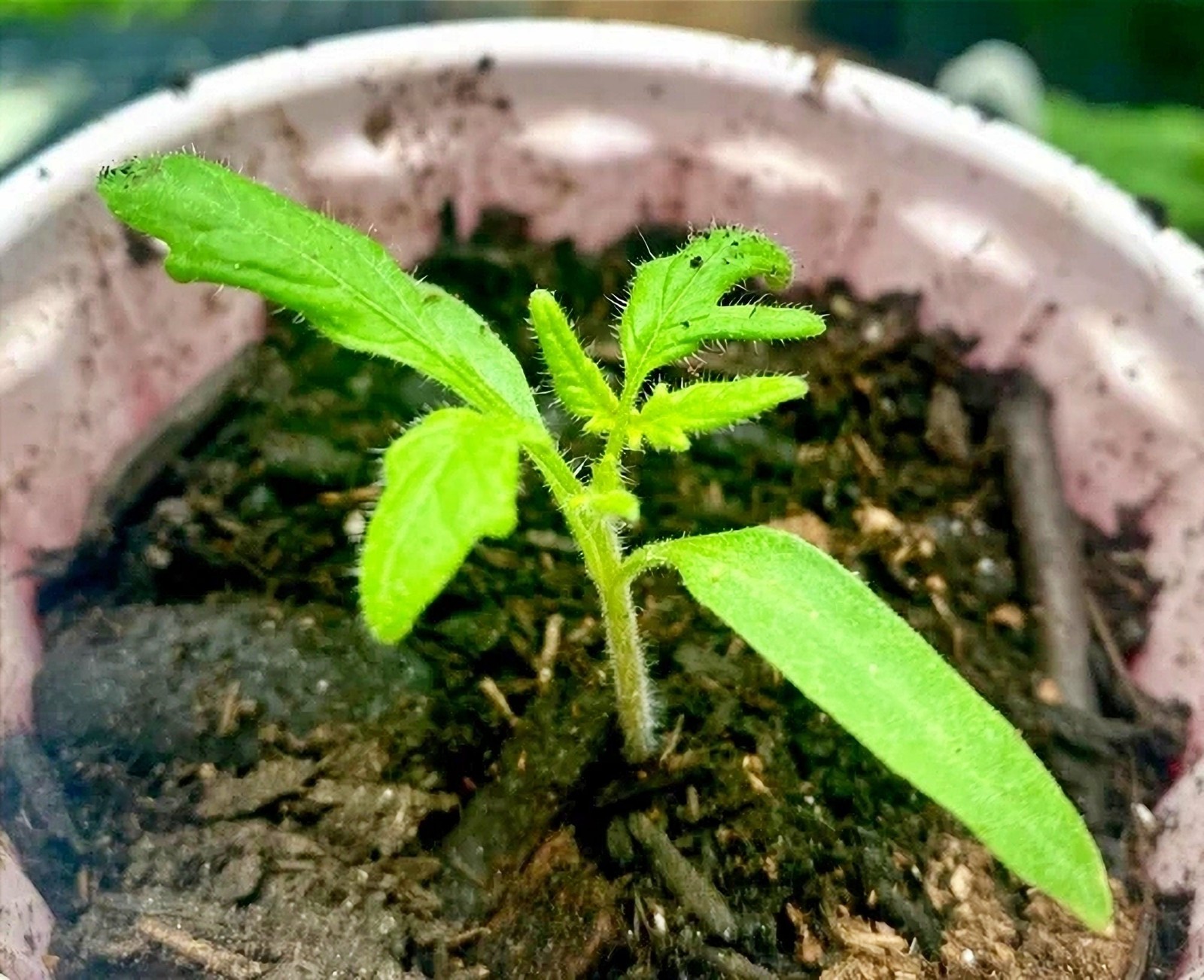 Jubilee, Tomato