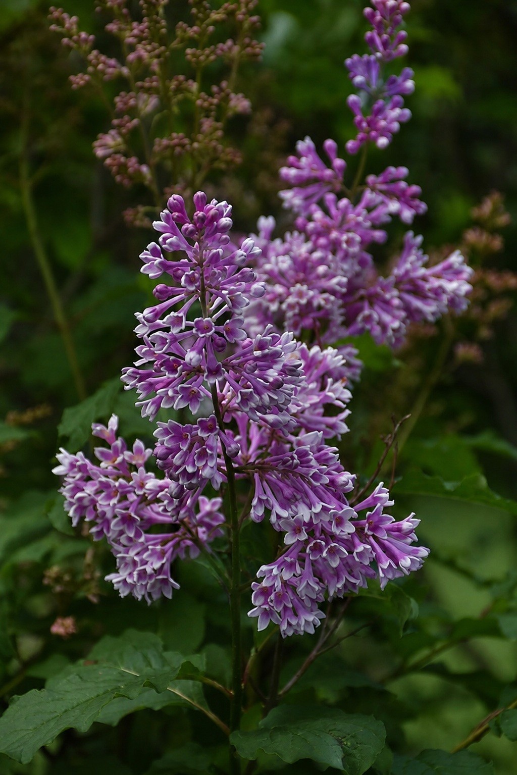 25 Lilac Seeds Fragrant Flowering Tree Perennial Flower Seed “Purple White”