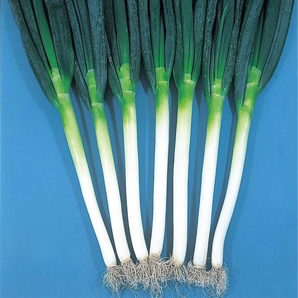 250+ Ishikura Winter Long Onion Seeds — Bunching