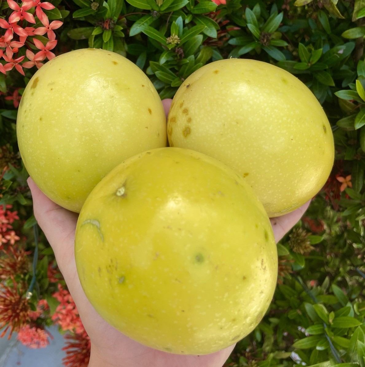 Passion Fruit Maracuya Yellow Parcha Passiflora Edulis 500 semillas